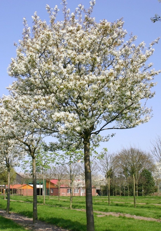 Ирга ламарка Амеланхиер (Amelanchier)