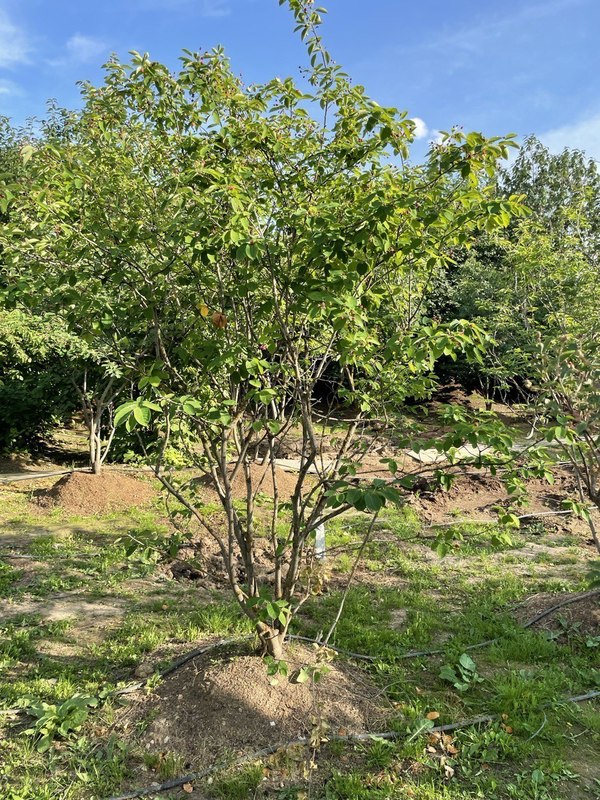 Ирга ламарка Амеланхиер (Amelanchier)