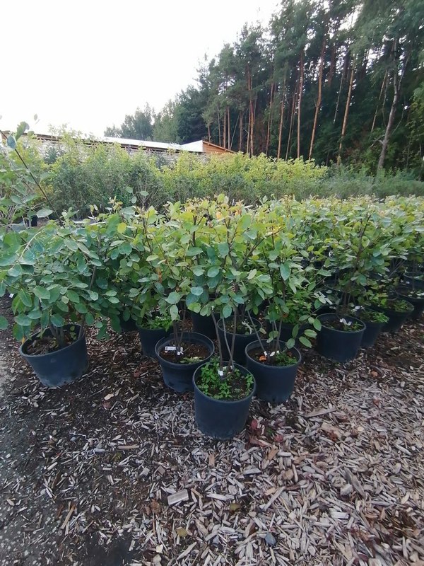Ирга ламарка Амеланхиер (Amelanchier)