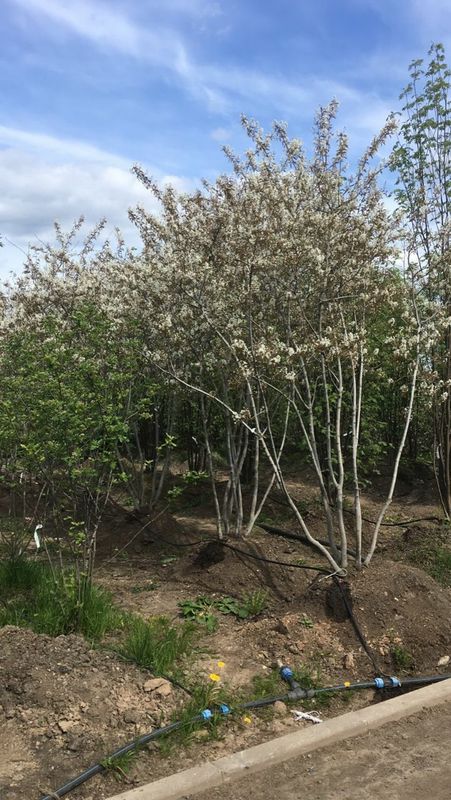 Ирга ламарка Амеланхиер (Amelanchier)