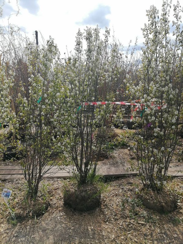 Ирга ламарка Амеланхиер (Amelanchier)