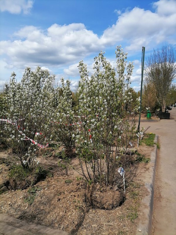 Ирга ламарка Амеланхиер (Amelanchier)