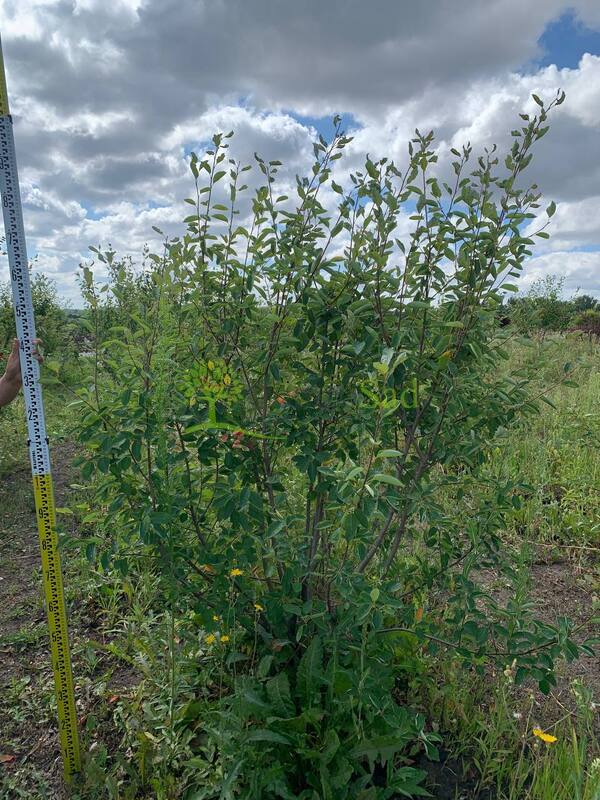 Ирга ламарка Амеланхиер (Amelanchier)