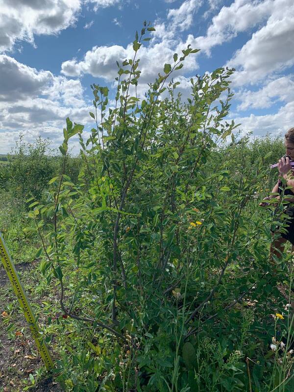Ирга ламарка Амеланхиер (Amelanchier)