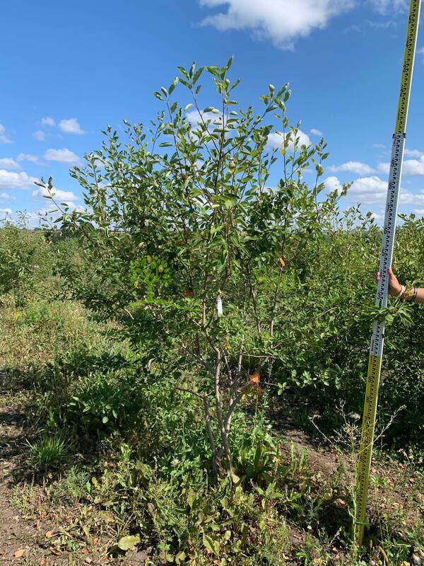 Ирга ламарка Амеланхиер (Amelanchier)