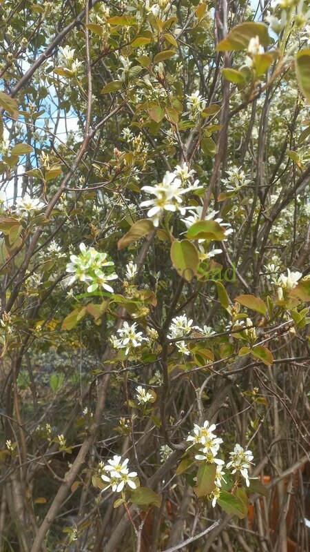 Ирга ламарка Амеланхиер (Amelanchier)