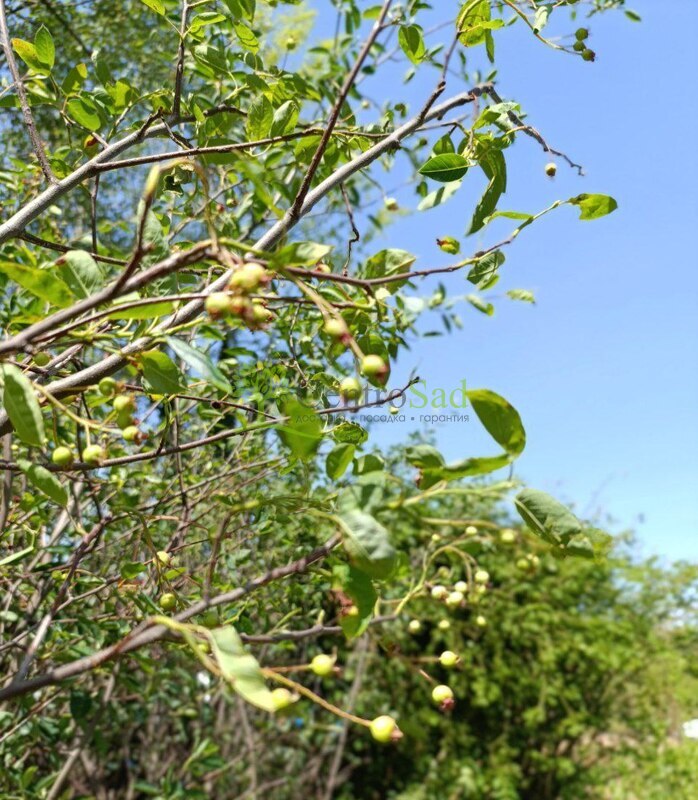 Ирга ламарка Амеланхиер (Amelanchier)