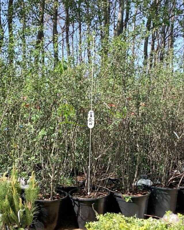 Ирга ламарка Амеланхиер (Amelanchier)