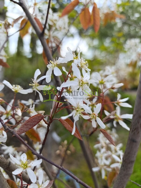 Ирга ламарка Амеланхиер (Amelanchier)