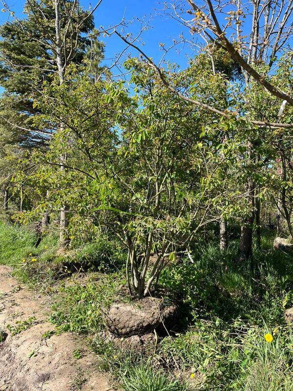 Ирга ламарка Амеланхиер (Amelanchier)