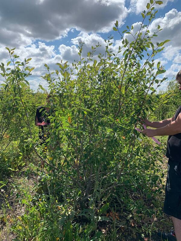 Ирга ламарка Амеланхиер (Amelanchier)