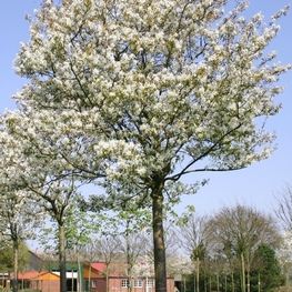 Ирга ламарка Амеланхиер (Amelanchier)