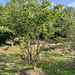 Ирга ламарка Амеланхиер (Amelanchier)