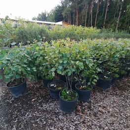 Ирга ламарка Амеланхиер (Amelanchier)