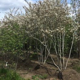 Ирга ламарка Амеланхиер (Amelanchier)