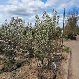 Ирга ламарка Амеланхиер (Amelanchier)