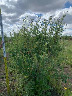 Ирга ламарка Амеланхиер (Amelanchier)