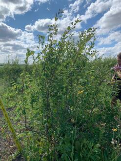 Ирга ламарка Амеланхиер (Amelanchier)