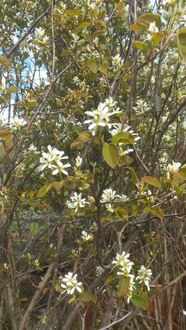 Ирга ламарка Амеланхиер (Amelanchier)