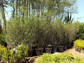 Ирга ламарка Амеланхиер (Amelanchier)