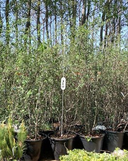 Ирга ламарка Амеланхиер (Amelanchier)