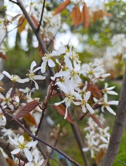 Ирга ламарка Амеланхиер (Amelanchier)