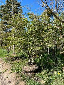 Ирга ламарка Амеланхиер (Amelanchier)