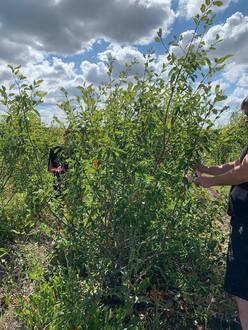 Ирга ламарка Амеланхиер (Amelanchier)