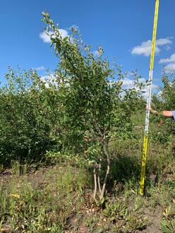 Ирга ламарка Амеланхиер (Amelanchier)