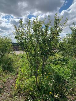 Ирга ламарка Амеланхиер (Amelanchier)