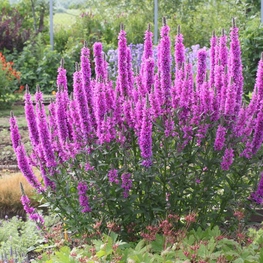 Дербенник Роберт (Robert)