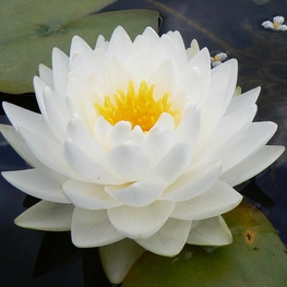 Кувшинка Гоннори (Gonnore)