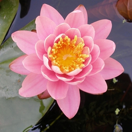 Кувшинка Файеркрест (Firecrest)