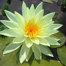 Кувшинка душистая Сульфуреа (Sulphurea)