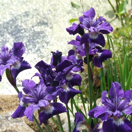 Ирис сибирский Ширли Поуп (Shirley Pope)