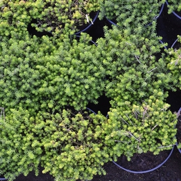 Очиток Седум (Sedum)