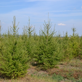 Лиственница европейская Ларикс децидуа (Larix decidua)