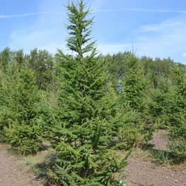 Лиственница европейская Ларикс децидуа (Larix decidua)