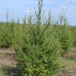 Лиственница европейская Ларикс децидуа (Larix decidua)