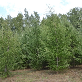 Лиственница европейская Ларикс децидуа (Larix decidua)