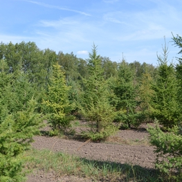 Лиственница европейская Ларикс децидуа (Larix decidua)