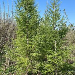 Лиственница европейская Ларикс децидуа (Larix decidua)