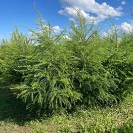 Лиственница европейская Ларикс децидуа (Larix decidua)