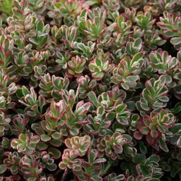 Очиток камчатский Триколор (Tricolor)