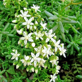 Очиток белый Седум альбум (Sedum album)