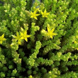 Очиток едкий Седум акре (Sedum acre)