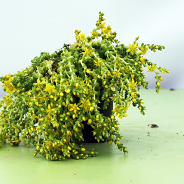 Очиток едкий Седум акре (Sedum acre)