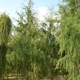 Лиственница европейская Хорстманн Рекурвед (Horstmann Recurved)