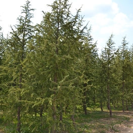 Лиственница европейская Хорстманн Рекурвед (Horstmann Recurved)