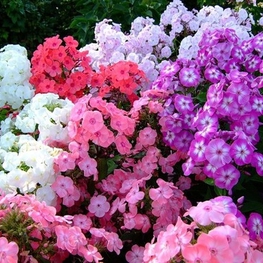 Флокс метельчатый Флокс паникулата (Phlox paniculata)